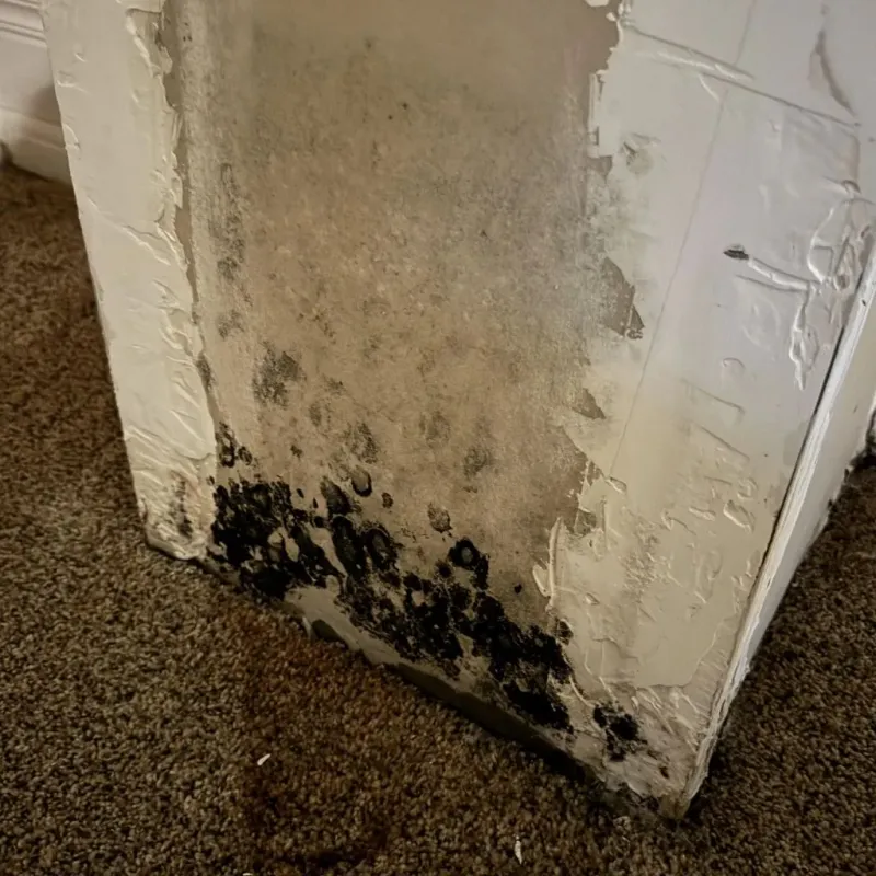 Professional Mold Removal in Catoosa, OK